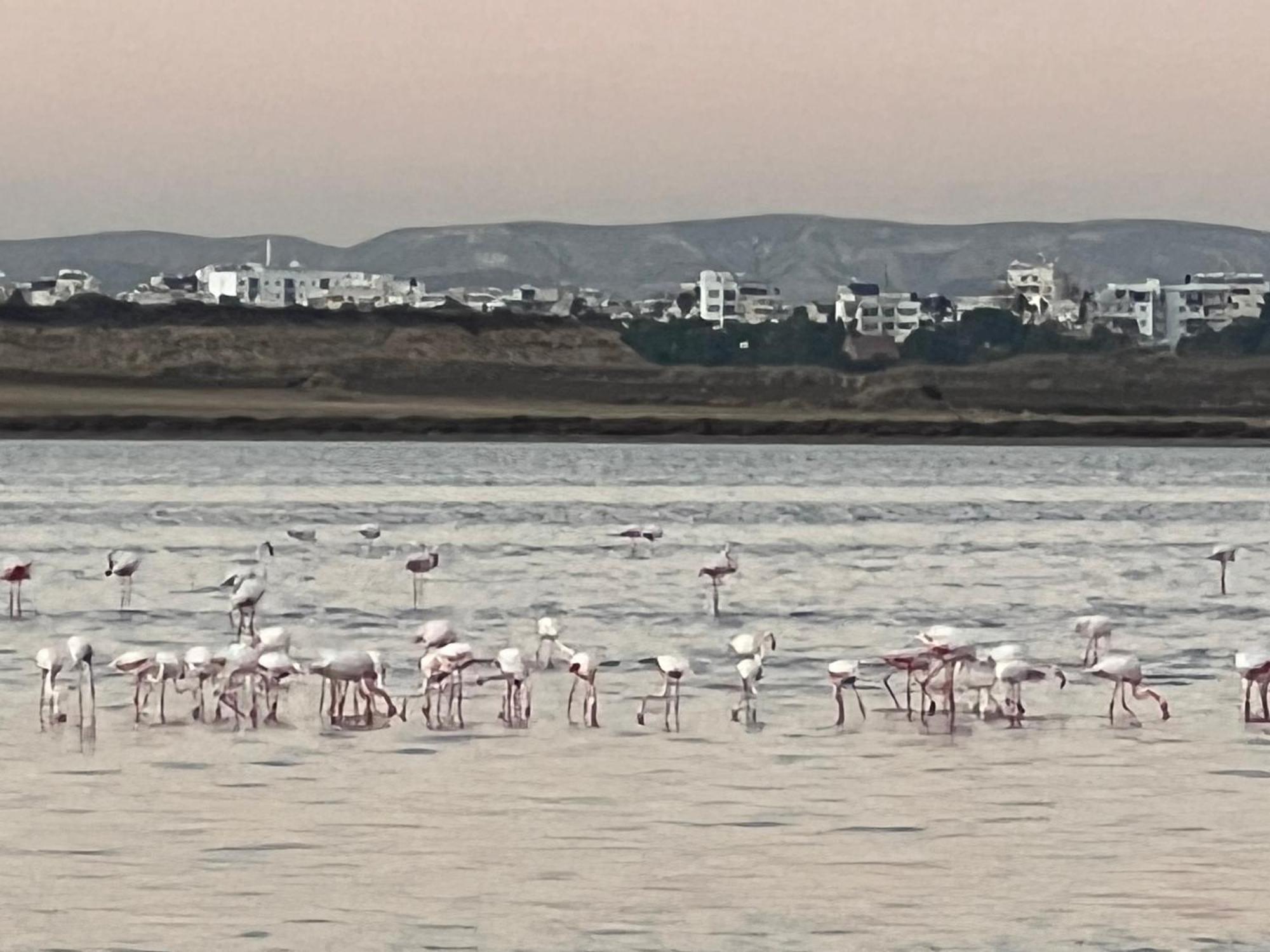 Salt Lake Larnaca Exteriör bild